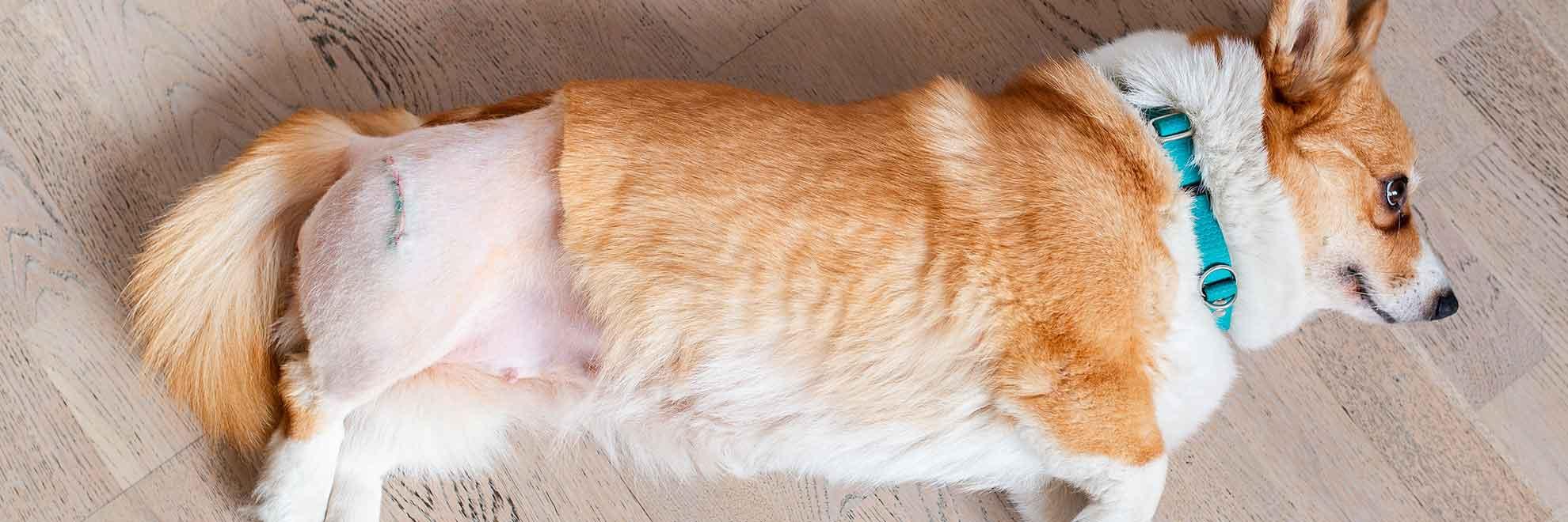Hftdysplasie Hund: OPMethoden & Prothesen